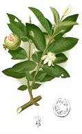 گوآوای معمولی
